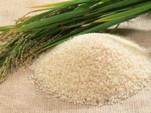 جهاد کشاورزی مازندران قیمت انواع برنج تولیدی را اعلام کرد