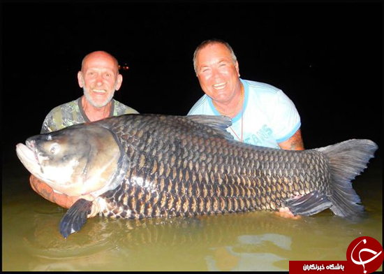 طعمه ماهی 82 کیلویی با خاکستر دوست مرده + تصاویر