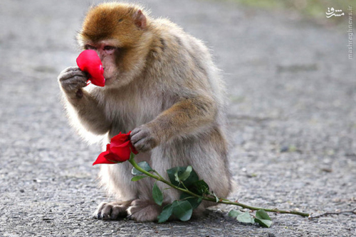 عکس/ وقتی میمون عاشق می شود!