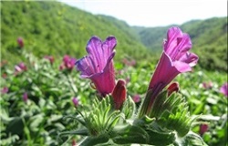 شفاخونه/  مصرف بیش از حد گل گاوزبان باعث مسمومیت کبدی می‌شود