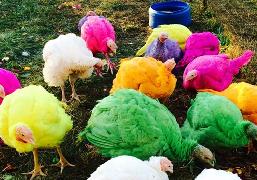 مزرعه‌داری که حیواناتش را رنگ می‌کند (+عکس)