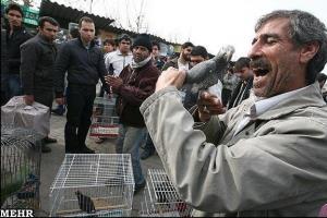 تکذیب فروش حیات وحش در بازار پرنده‌فروشان تهران
