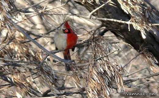 کاردینال شمالی پرنده نیمه سفید و نیمه قرمز ، پرنده منحصر به فرد ، پرنده شناس