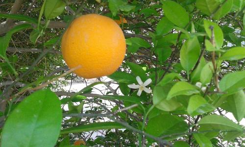 درخت پرتقال - شهرستان جیرفت - استان کرمان - الشن عظیمی