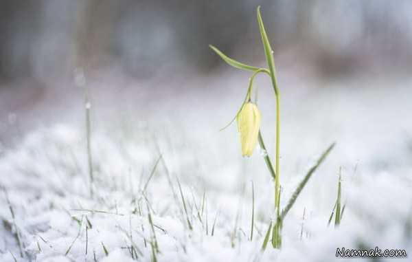 گل در میان برف ، pictures of the day ، تصاویر