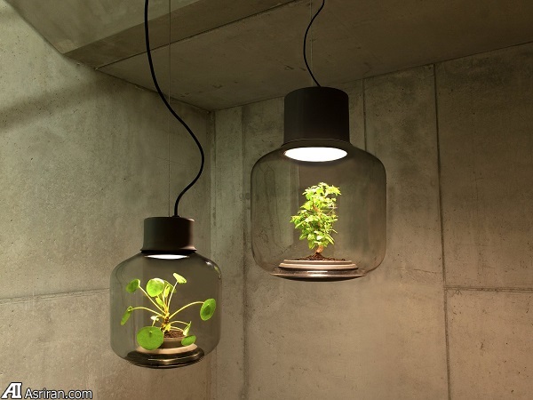 پرورش گیاه در یک لامپ!