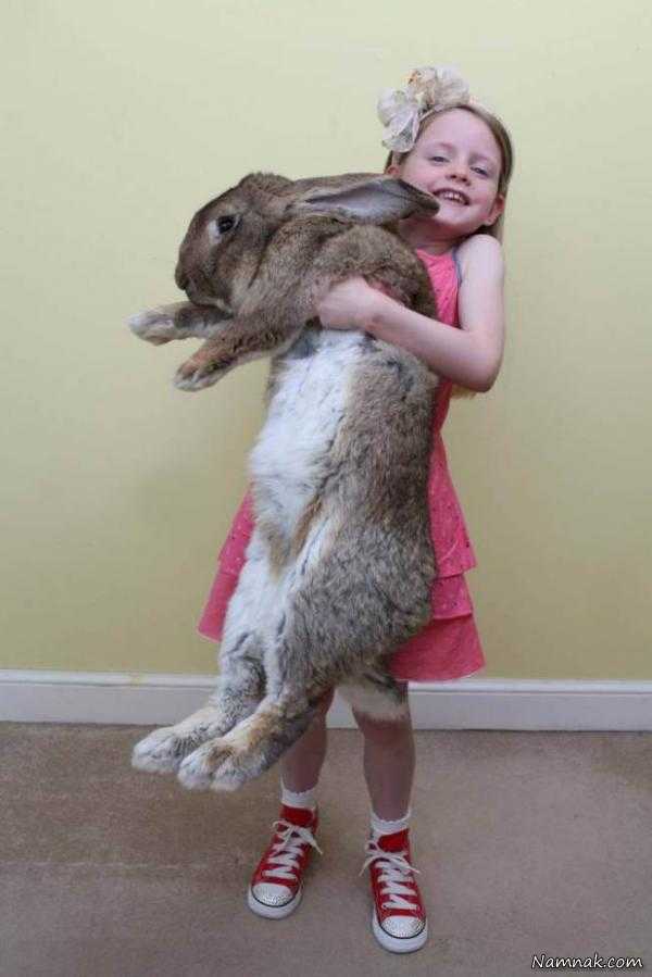 بزرگترین خرگوش دنیا ، بزرگترین خرگوش ، حیات وحش