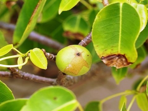سیب ساحلی درختی مرگبار