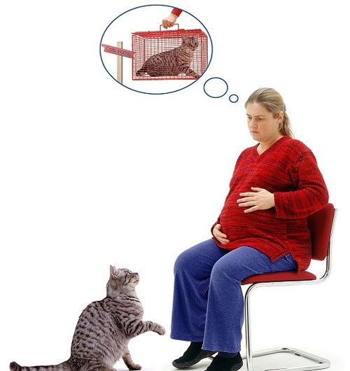زنان باردار از گربه دوری کنند !