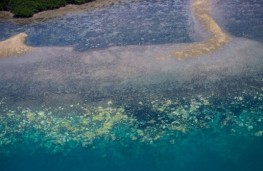 علت مرگ دیواره بزرگ مرجانی چیست؟