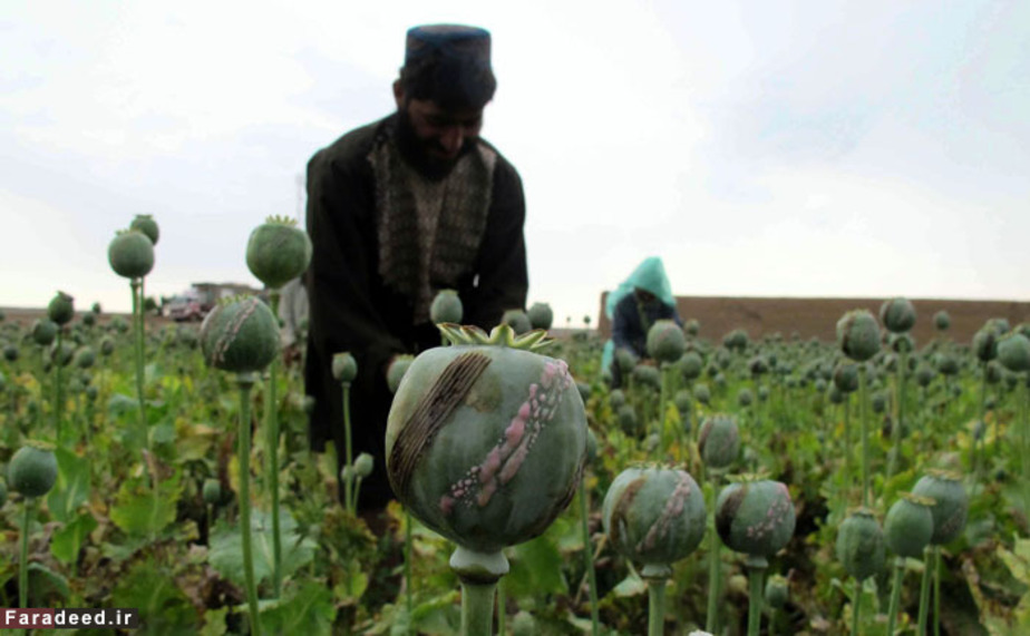 کشت تریاک در افغانستان