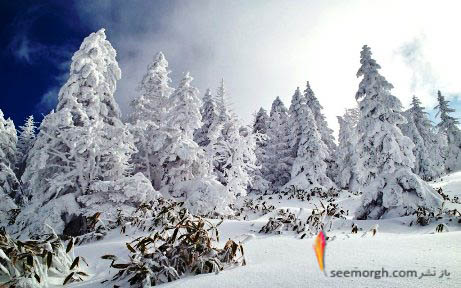 درختان پوشیده از برف