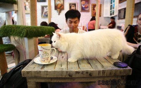 کافه گربه
