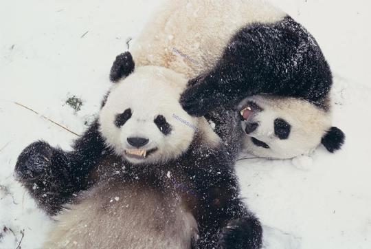 عکس/ زندگی حیوانات در برف