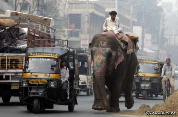 فیل سواری در شهر ، عکسهای روزانه ، pictures of the day