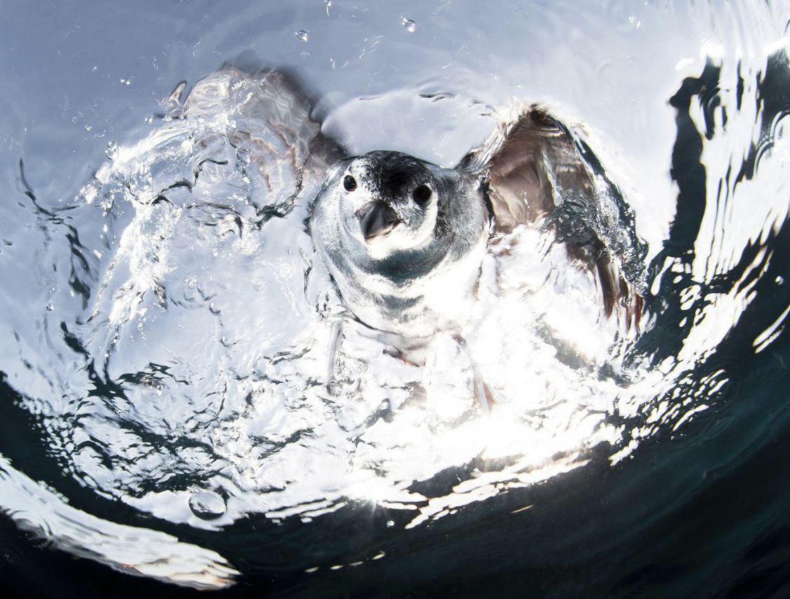 عکس/  لحظه ورود مرغ دریایی به داخل آب برای شکار ماهی  