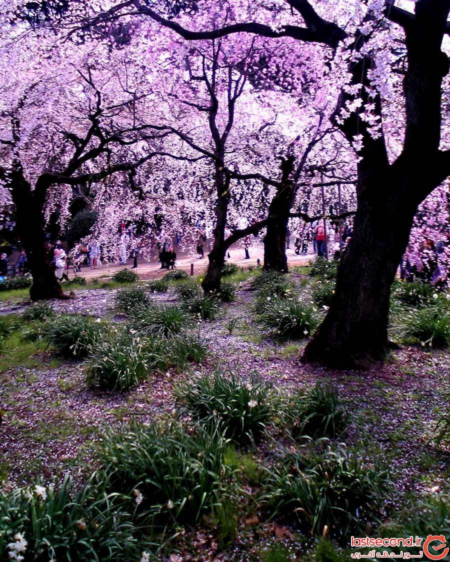 جهان نما/ توکیو، شهر شکوفه های گیلاس