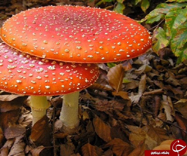 تصاویری جذاب از دنیای قارچ ها