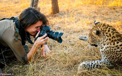 کنجکاو شدن یوزپلنگ