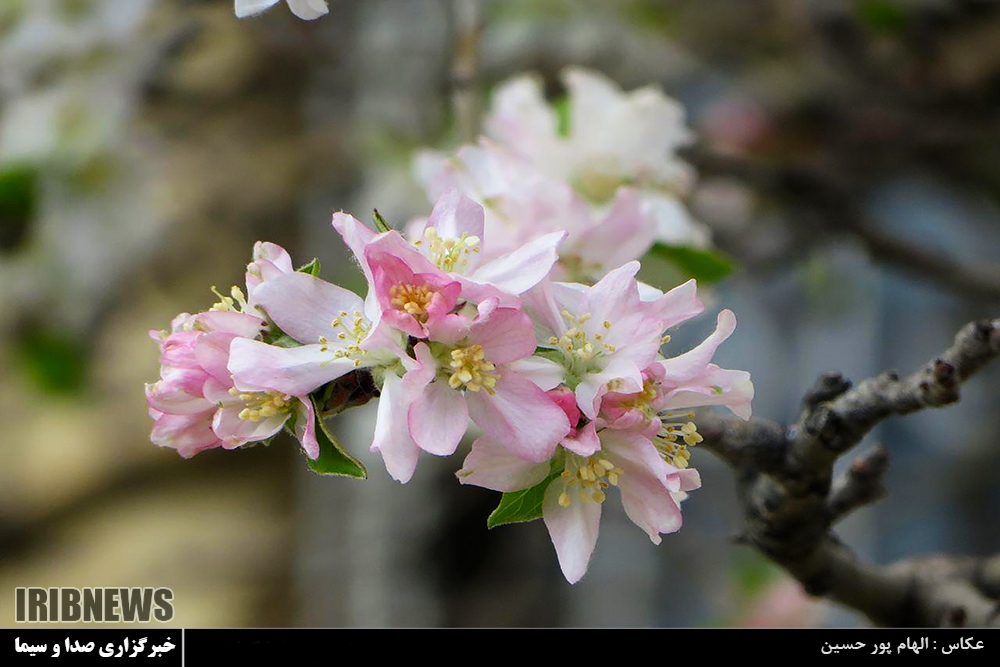 عکس/ جشن شکوفه های بهاری در زمستان شیراز