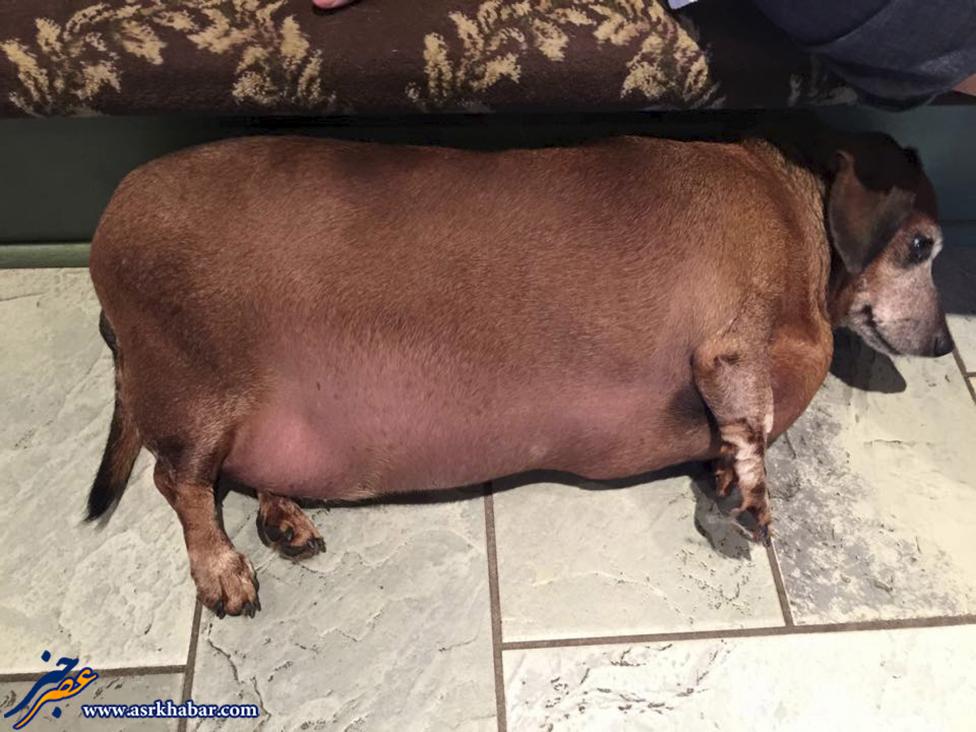 چاق ترین سگ دنیا 