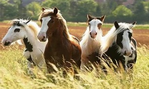دو میلیون دلار صرف واردات اسب به کشور شد