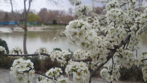 اسفند 94- شکوفه های بهاری در زاینده رود اصفهان- ابی