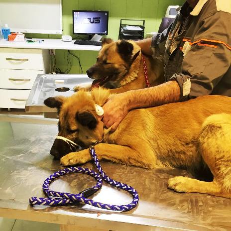 دو سگی که پریناز ایزدیار نجات داد