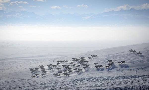 عکس/ گله اسب‌ها در زمین‌های برفی 