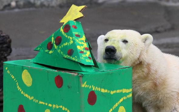 عکس : واکنش حیوانات به هدیه کریسمس