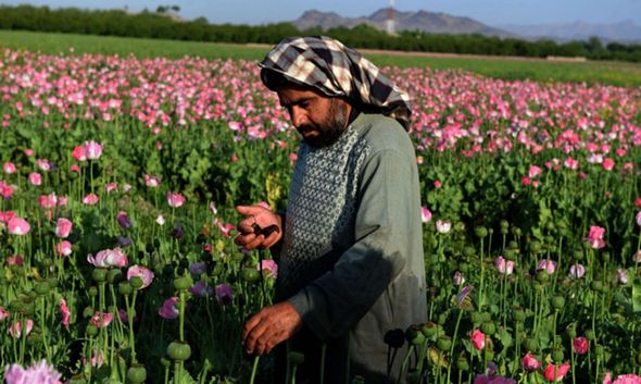 تصاویر : کشت تریاک در افغانستان