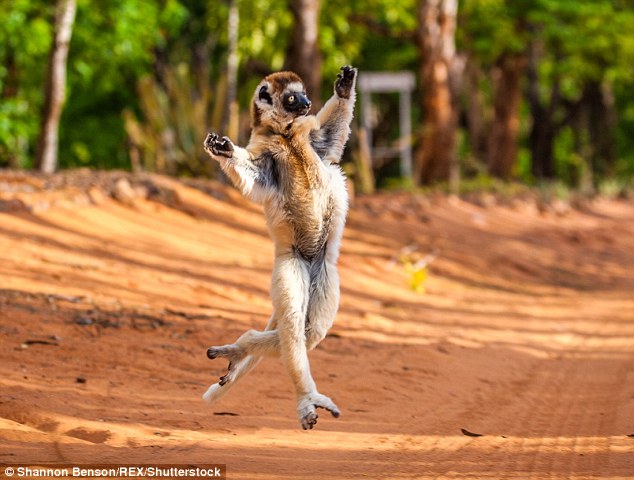 عکس/ رقص جالب میمونی که شما را به وجد می‌آورد!