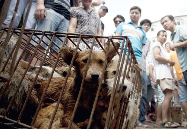 جشنواره سالانه «گوشت سگ» در چین + تصاویر تکان‌دهنده