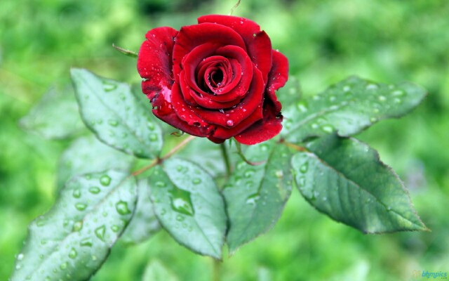 گل رز قرمز زیبا