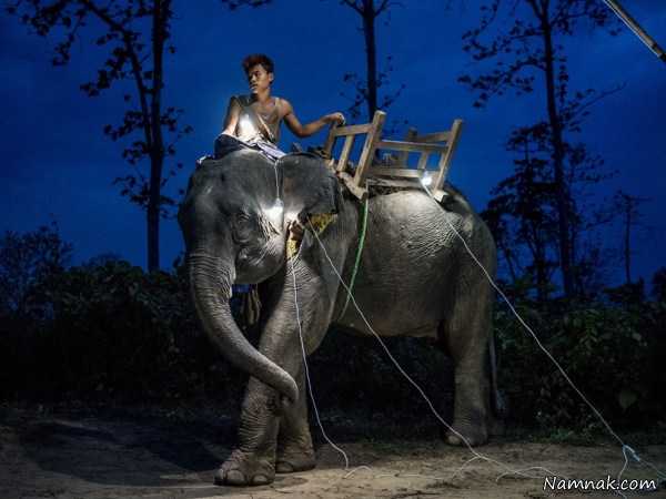 نگهداری از فیل ، تصاویر ، تصویر روز