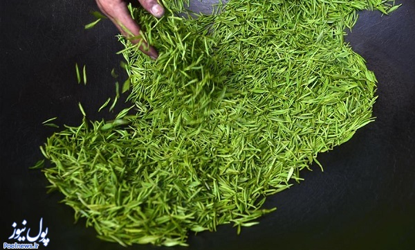 سفری به مزارع چای در چین(+عکس)