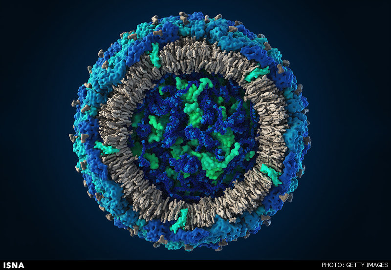  ویروس زیکا از نمای نزدیک