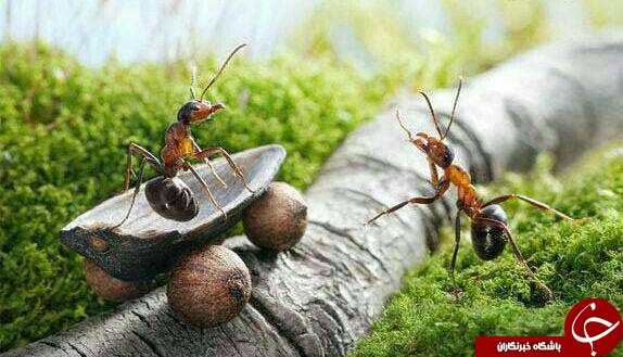 عکس/ مورچه های واقعی در فضای فانتزی