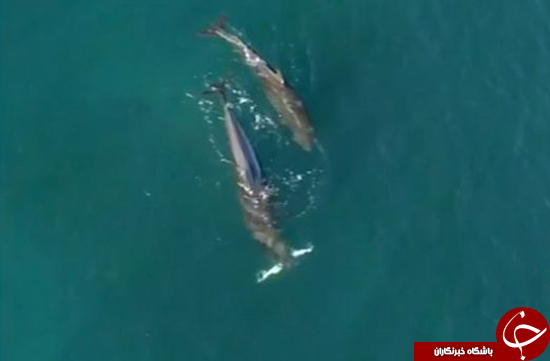 نهنگ‌های قاتل کوسه شکار می‌کنند + عکس