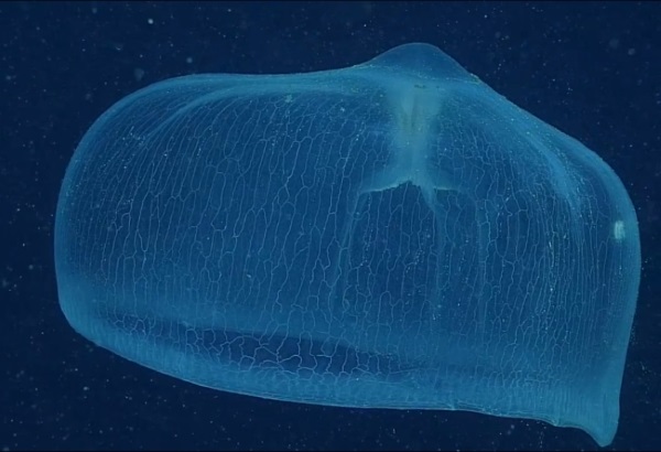 موجودات عجیب: نوعی عروس دریایی که همچون یک تور ماهی گیری عمل می کند