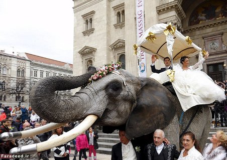 عروس و داماد سوار بر فیل