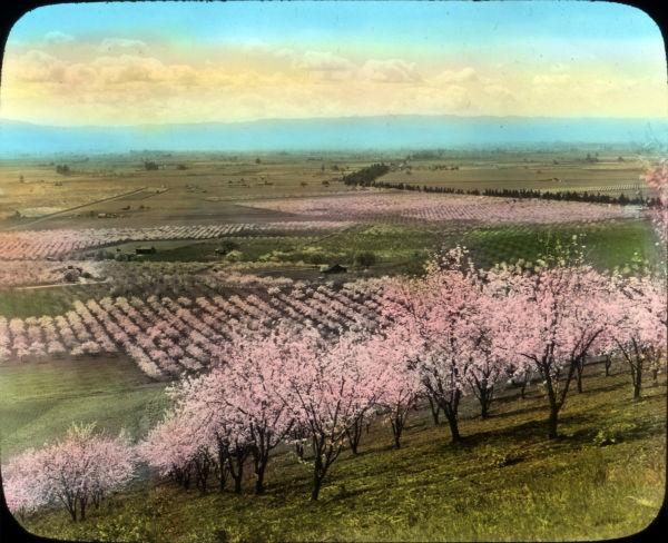 سانتا کلارا ولی در اصل به اسم «دره شعف جان» شناخته می شد و علت این نام گذاری هم باغ ها و گل های رنگارنگی بودند که در سرتاسر این دره به چشم می خوردند و البته محصولی به نام آلو که عمده صادرات آن را به ایالت های دیگر تشکیل می داد.