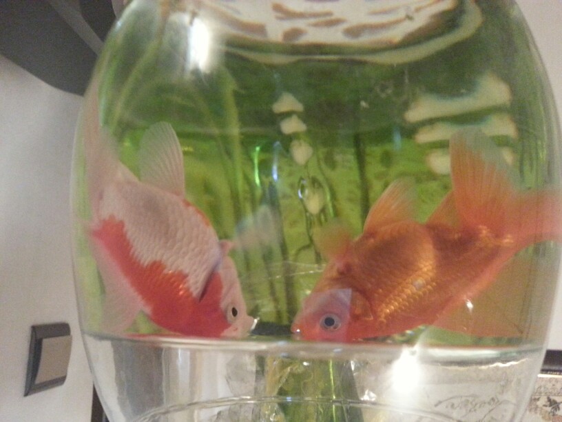ماهی های قرمز شاد و کوچولو