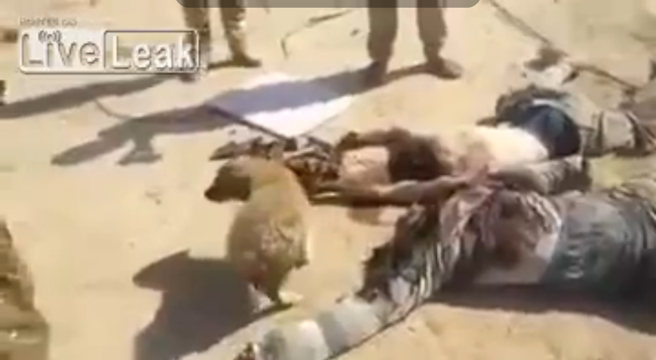 داعشی‌ها در رمادی خوراک سگ‌ها شدند+تصاویر