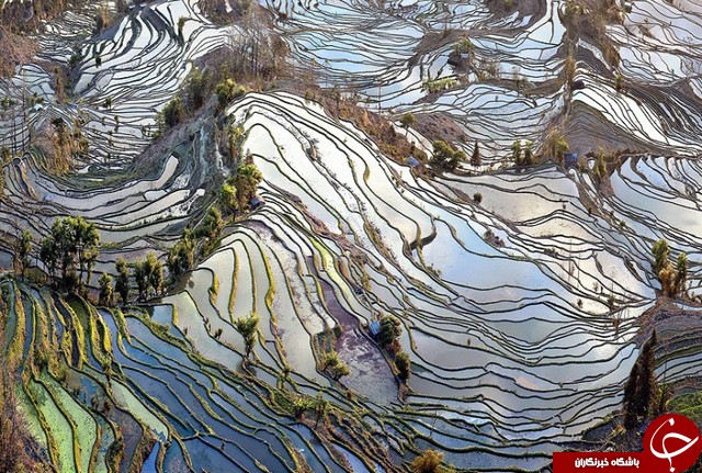 عکس/ شالیزار کاشت برنج در چین 