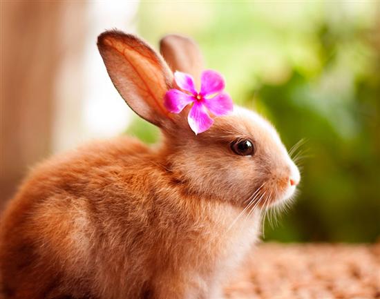 قصه کودکانه/ داستان زیبای چهار خرگوش کوچولو