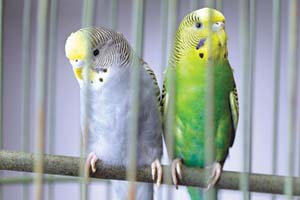 مهم ترین توصیه های بهداشتی درباره نگهداری پرندگان در خانه