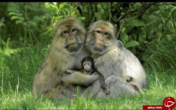 عکس خانوادگی وابراز محبت دردنیای حیوانات