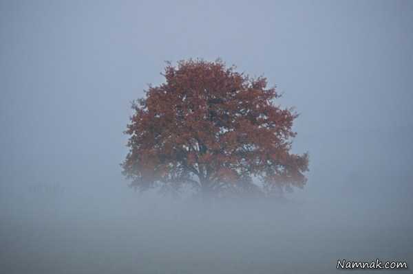 درخت پاییزی مه گرفته ، عکسهای روزانه ، pictures of the day