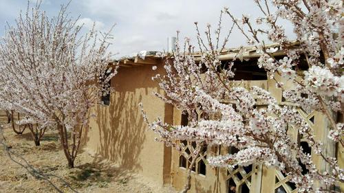 شکوفه های بهاری - شهرستان سامان - سیروس نجفی